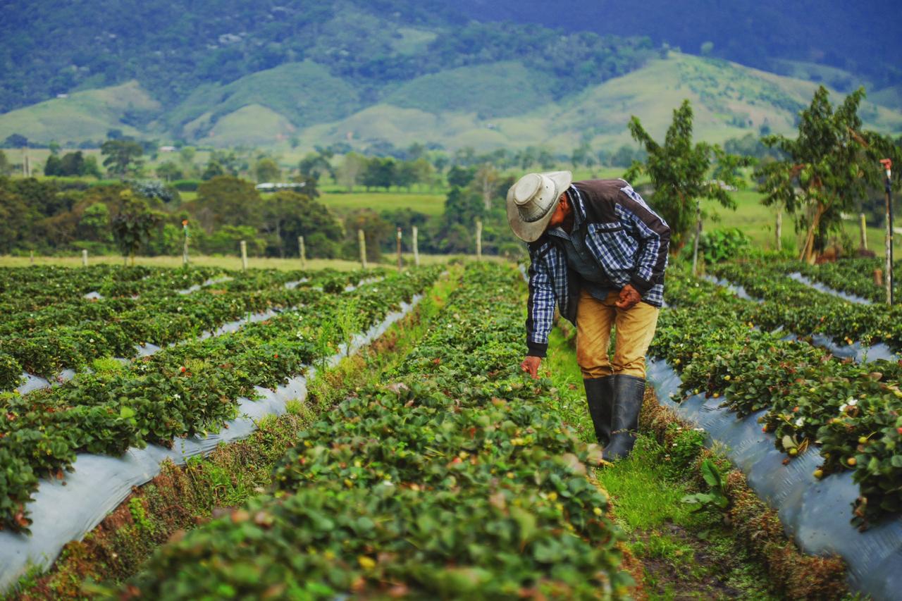 Aparece un campesino caminando por sus verdes cultivos y acariciándolos con su mano derecha y de fondo verdes montañas.