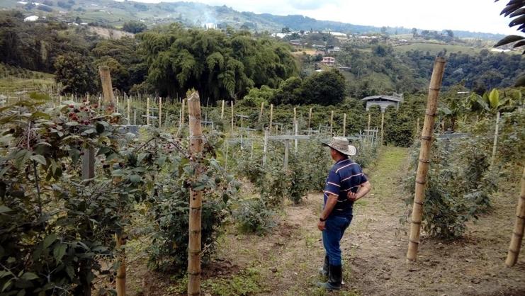 Aparece un campesino en sus verdes y altos cultivos observándolos. De fondo aparecen arboles, montañas y casas.