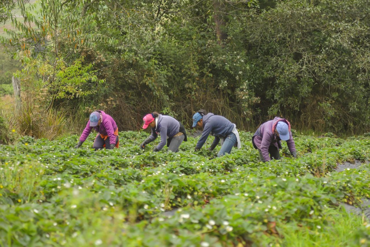 Aparecen cuarto mujeres agachadas trabajando la tierra y sus cultivos. De fondo se ve vegetación verde.