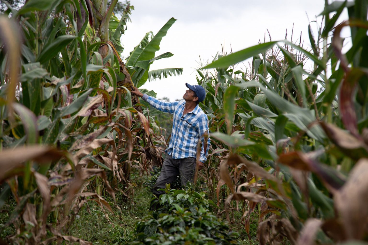 Campesino en un terreno de cosecha.
