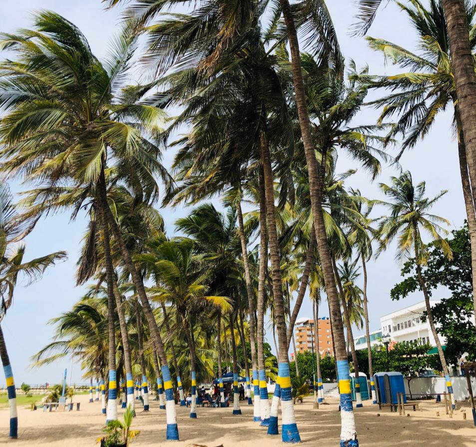 Playa con varias palmeras altas, sus hojas moviéndose por la brisa. De fondo hay edificios, hoteles y personas.