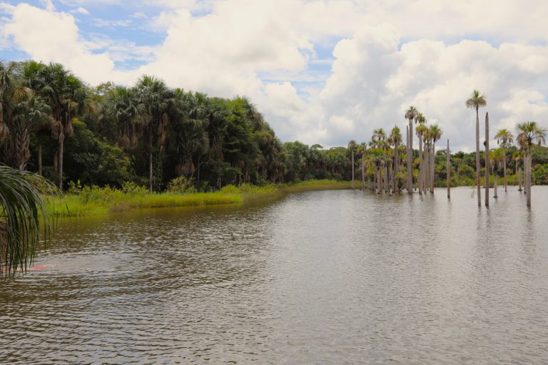 Fotografía de una reserva natural hídrica rodeada de árboles.