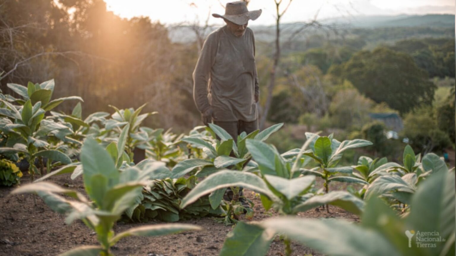 Fotografía de un campesino en medio de una cosecha.