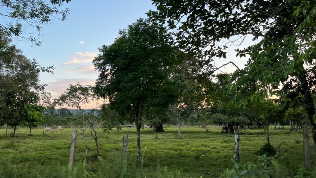 Campo con árboles y hierba en el fondo en algún lugar de Putumayo.
