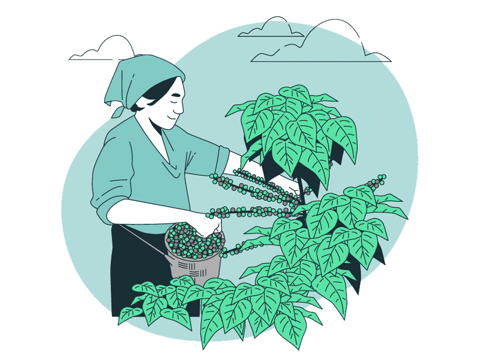 Ilustración de una mujer recogiendo café