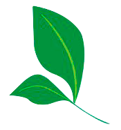 Hoja