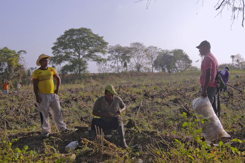 Campesinos en una jornada de recolección.