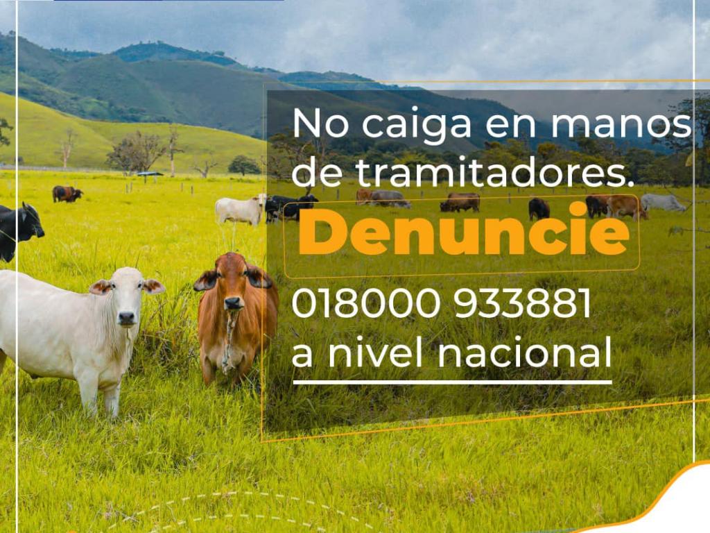 Anuncio informativo sobre una fotografía de ganado de color café, blanco y negro, el cual está sobre pasto muy verde y de fondo montañas verdes y cielo nublado. El anuncio contiene el mensaje: NO CAIGAS EN MANOS DE TRAMITADORES. DENUNCIE 018000933881 A NIVEL NACIONAL.